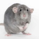 Душные крысы 🐀