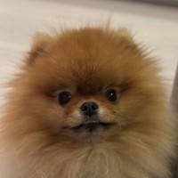 Леся / Белая