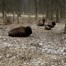 Арсений