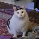 Территория кошек