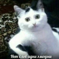 Дима / mini sindr