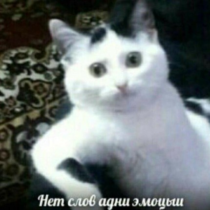 Дима / mini sindr