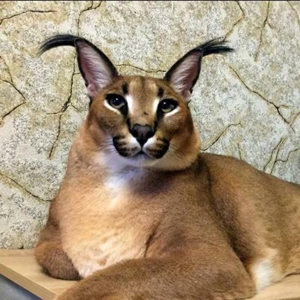 Никита