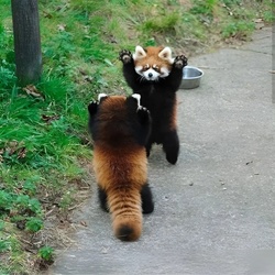 Дана